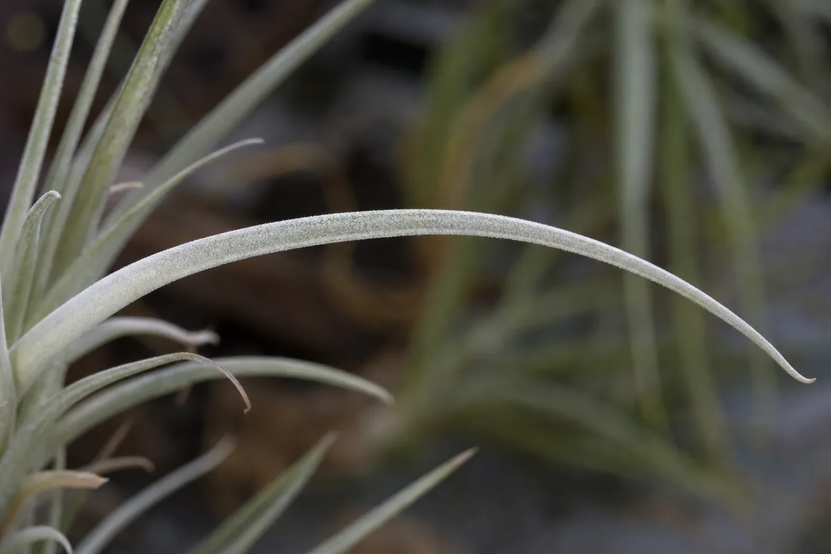 Close-up of Not Enough Light on Tillandsia - diagnostic detail