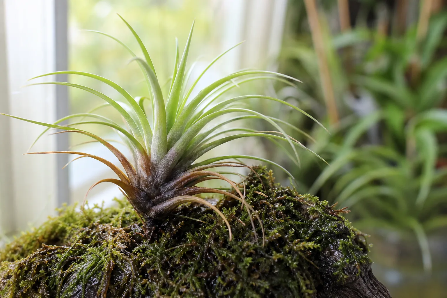 Overwatering on Tillandsia - visible symptom on the plant
