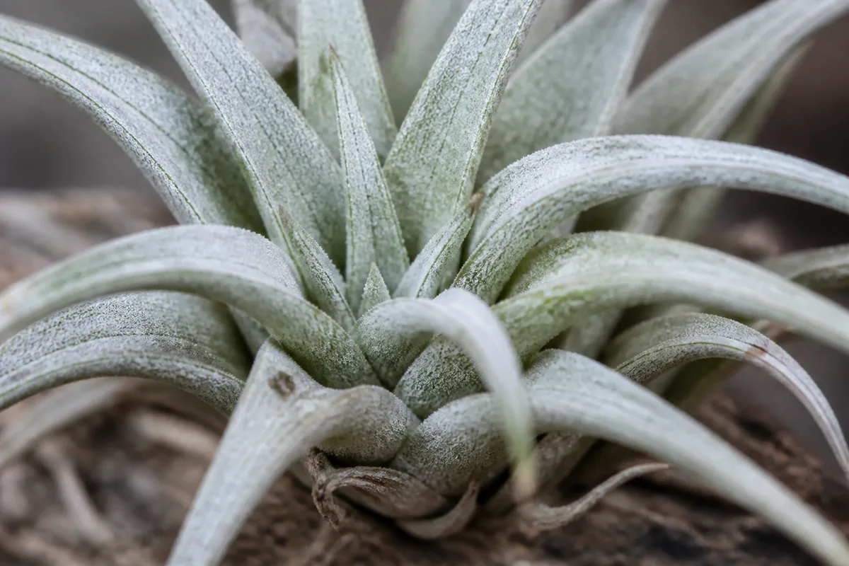 Close-up of Slow Growth on Tillandsia - diagnostic detail