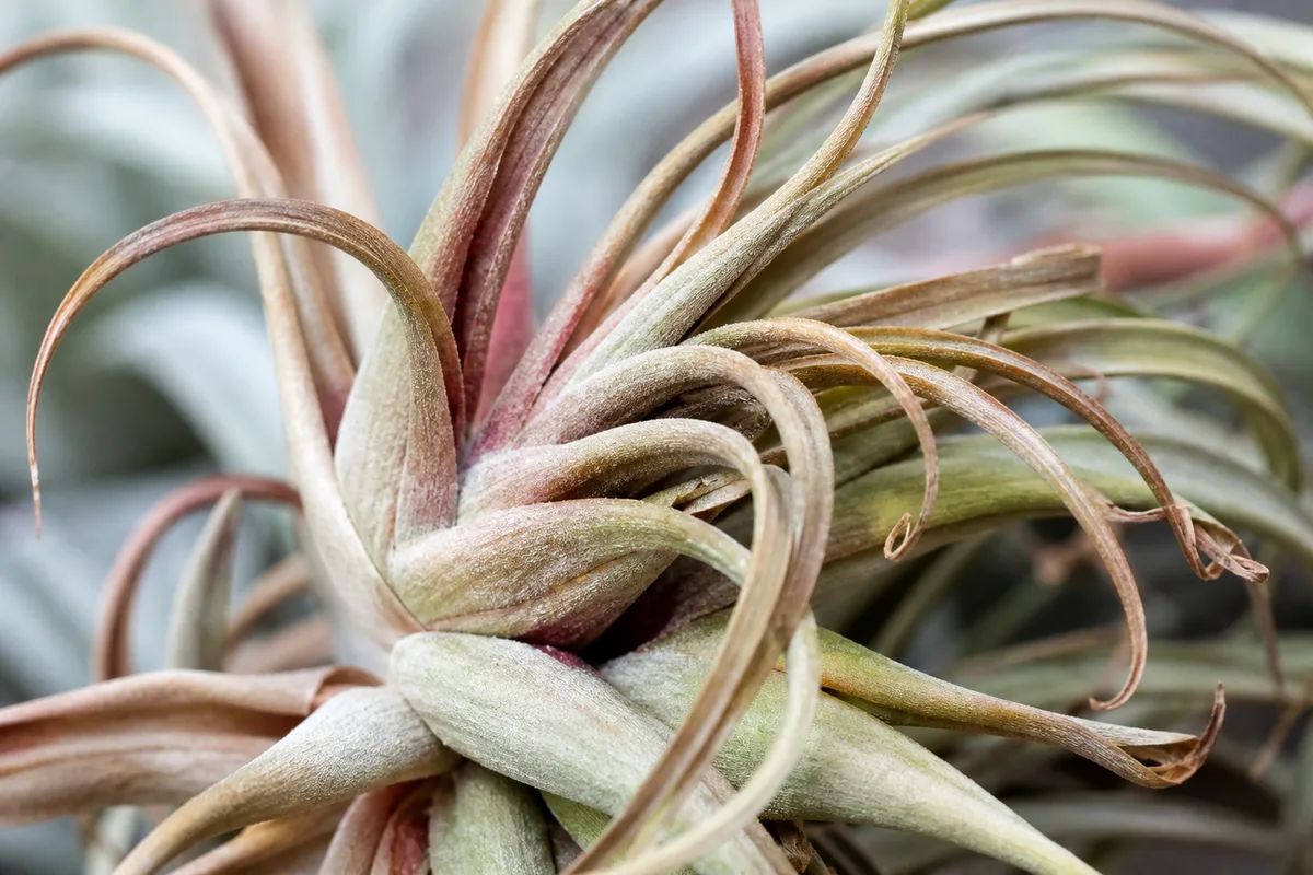 Close-up of Underwatering on Tillandsia - diagnostic detail