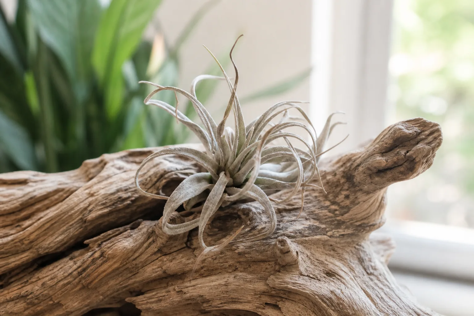 Underwatering on Tillandsia - visible symptom on the plant