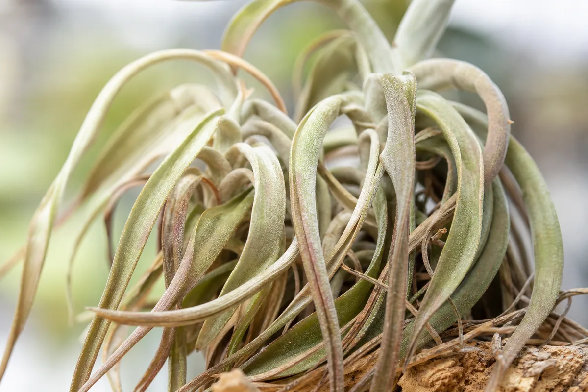 Close-up of Wilting on Tillandsia - diagnostic detail