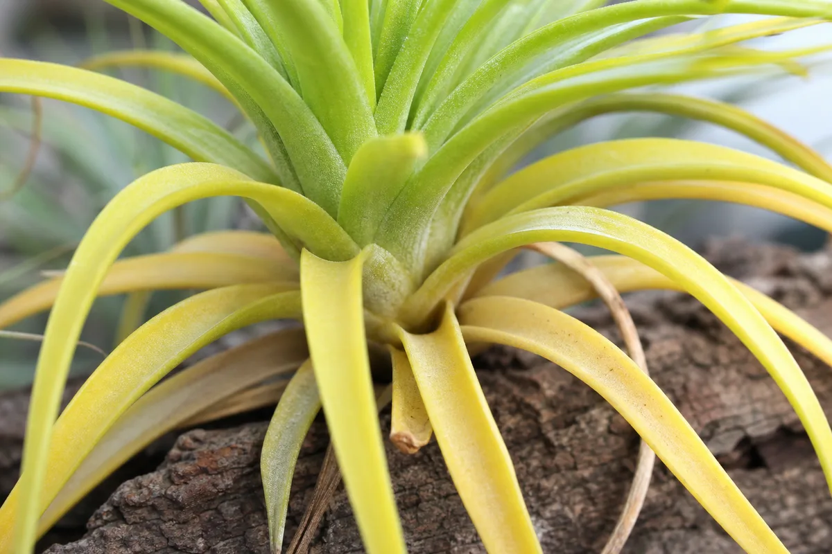 Close-up of Yellow Leaves on Tillandsia - diagnostic detail
