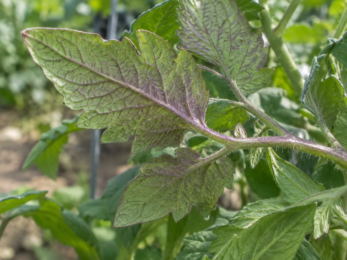 Close-up of green tomato leaf undersides and veins with mild purple discoloration