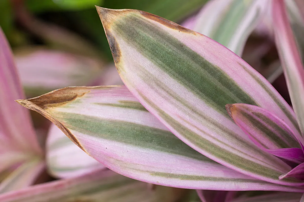 Close-up of Brown Tips on Tradescantia Nanouk - diagnostic detail