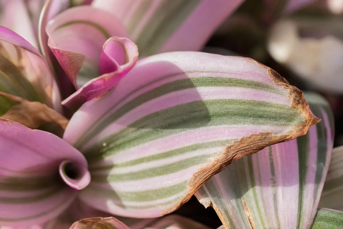 Close-up of Low Humidity on Tradescantia Nanouk - diagnostic detail