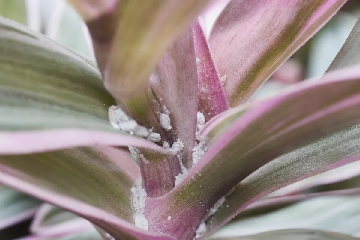 Close-up of Mealybugs on Tradescantia Nanouk - diagnostic detail