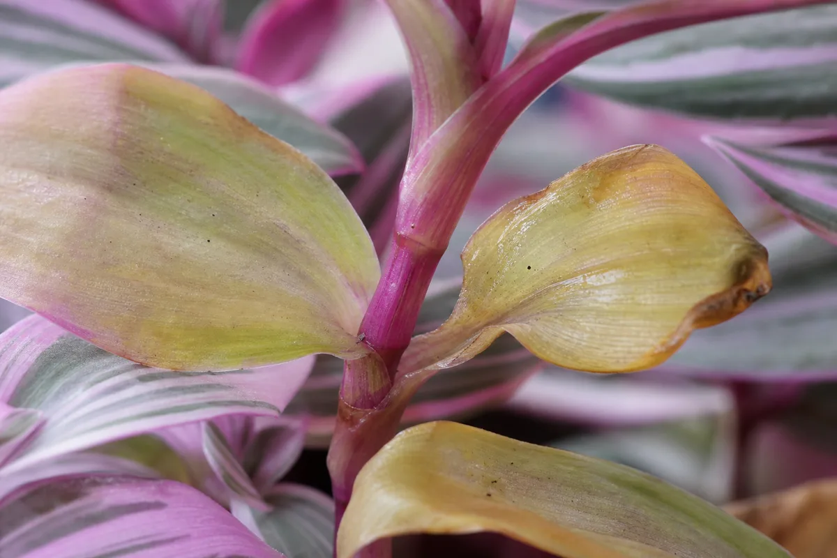 Close-up of Overwatering on Tradescantia Nanouk - diagnostic detail