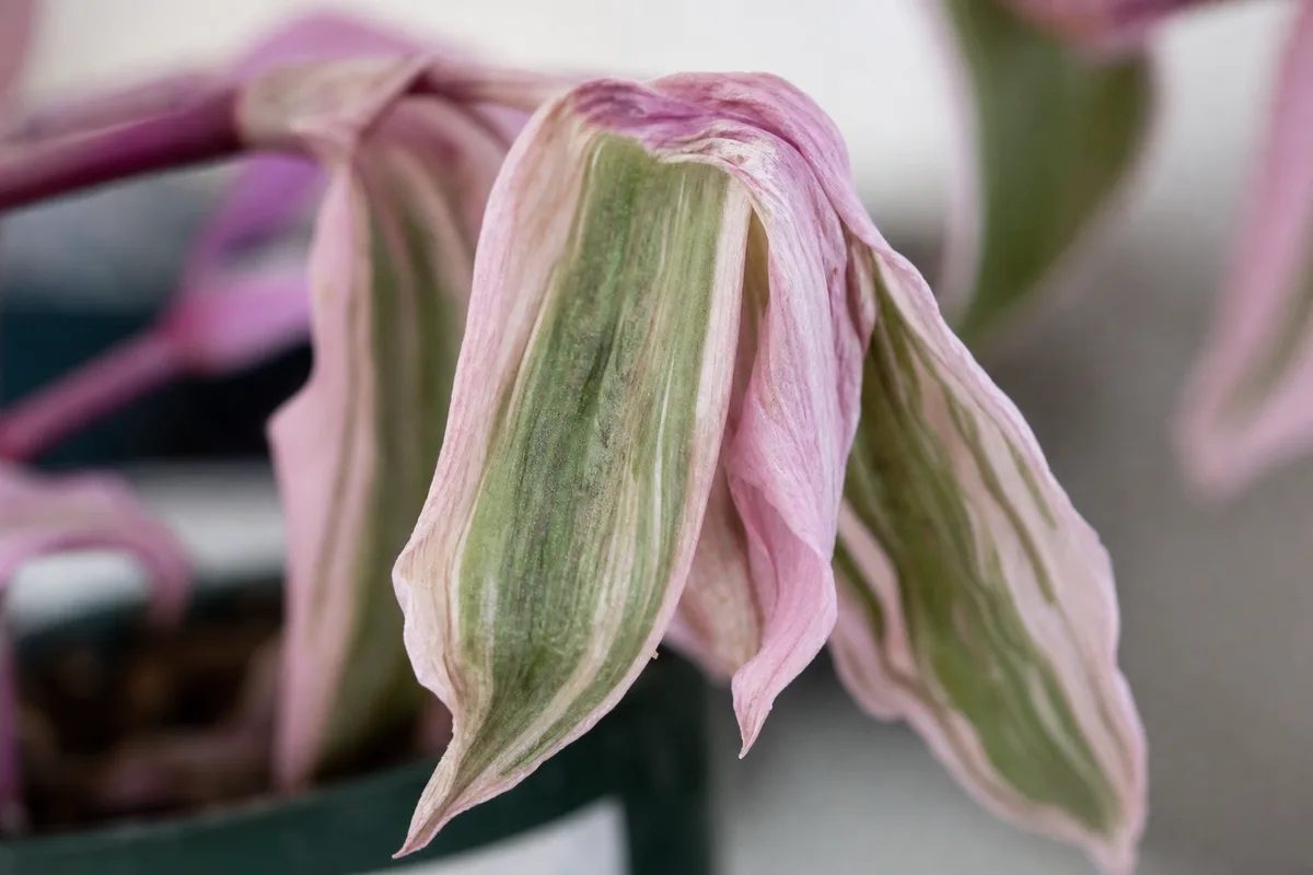 Close-up of Wilting on Tradescantia Nanouk - diagnostic detail