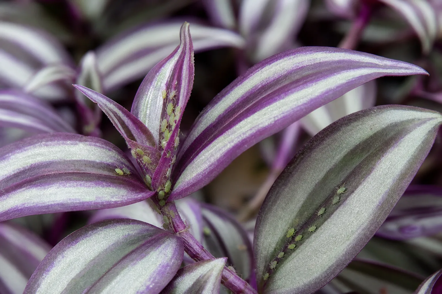 Aphids on Tradescantia Zebrina - visible symptom on the plant