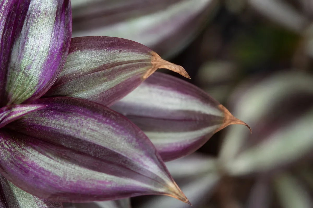 Close-up of Brown Tips on Tradescantia Zebrina - diagnostic detail