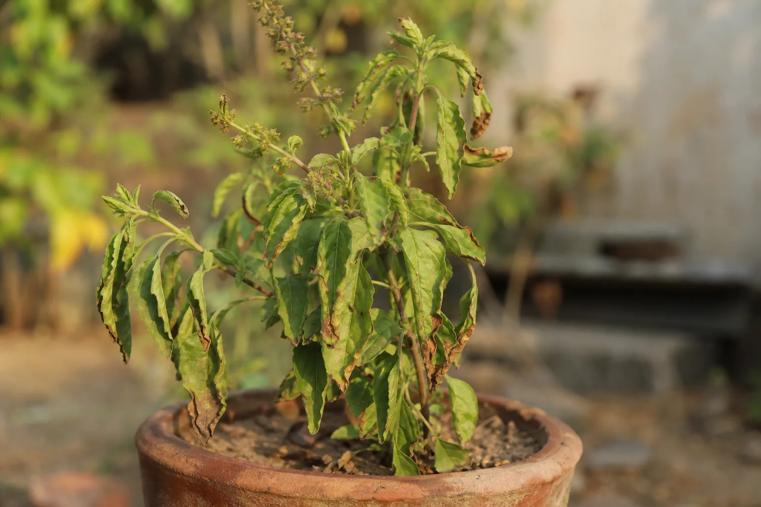 Water Stress on Tulsi - visible symptom on the plant