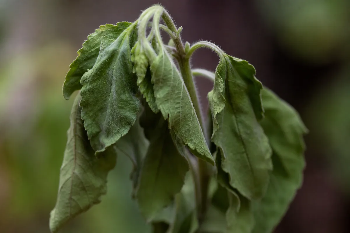 Close-up of Wilting on Tulsi - diagnostic detail