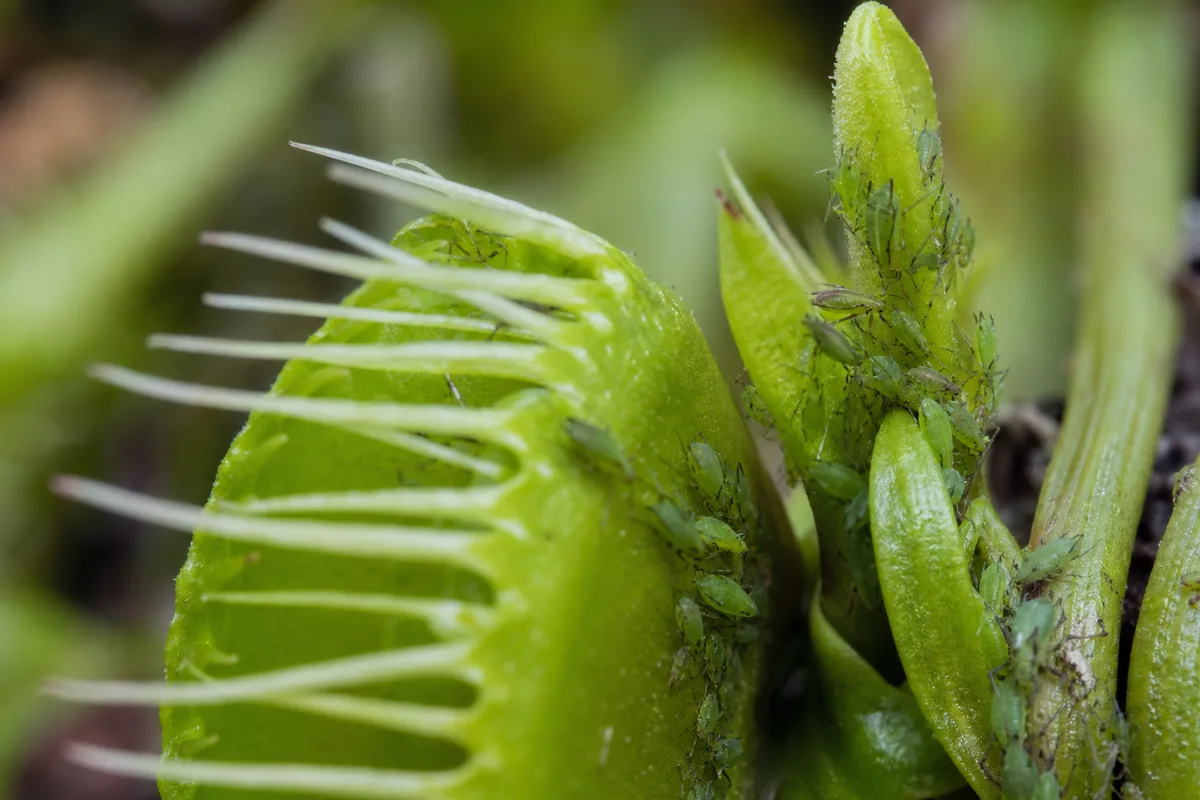 Close-up of Aphids on Venus Flytrap - diagnostic detail