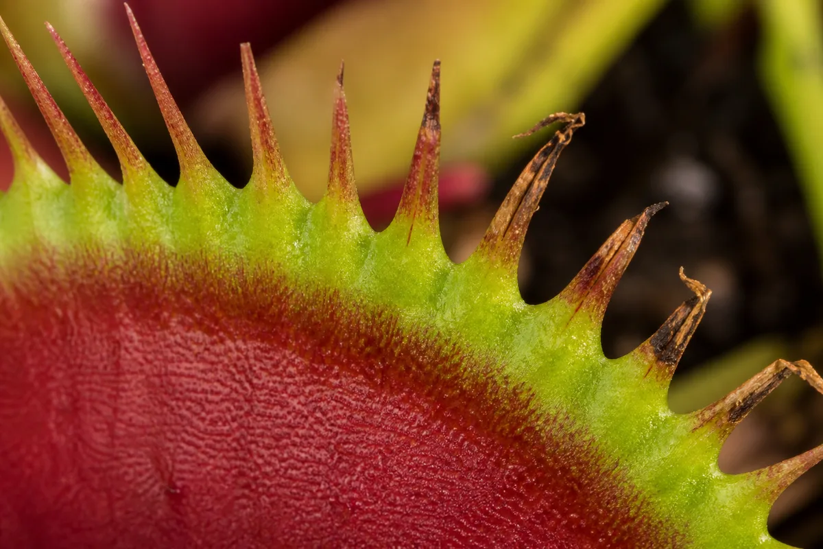 Close-up of Brown Tips on Venus Flytrap - diagnostic detail