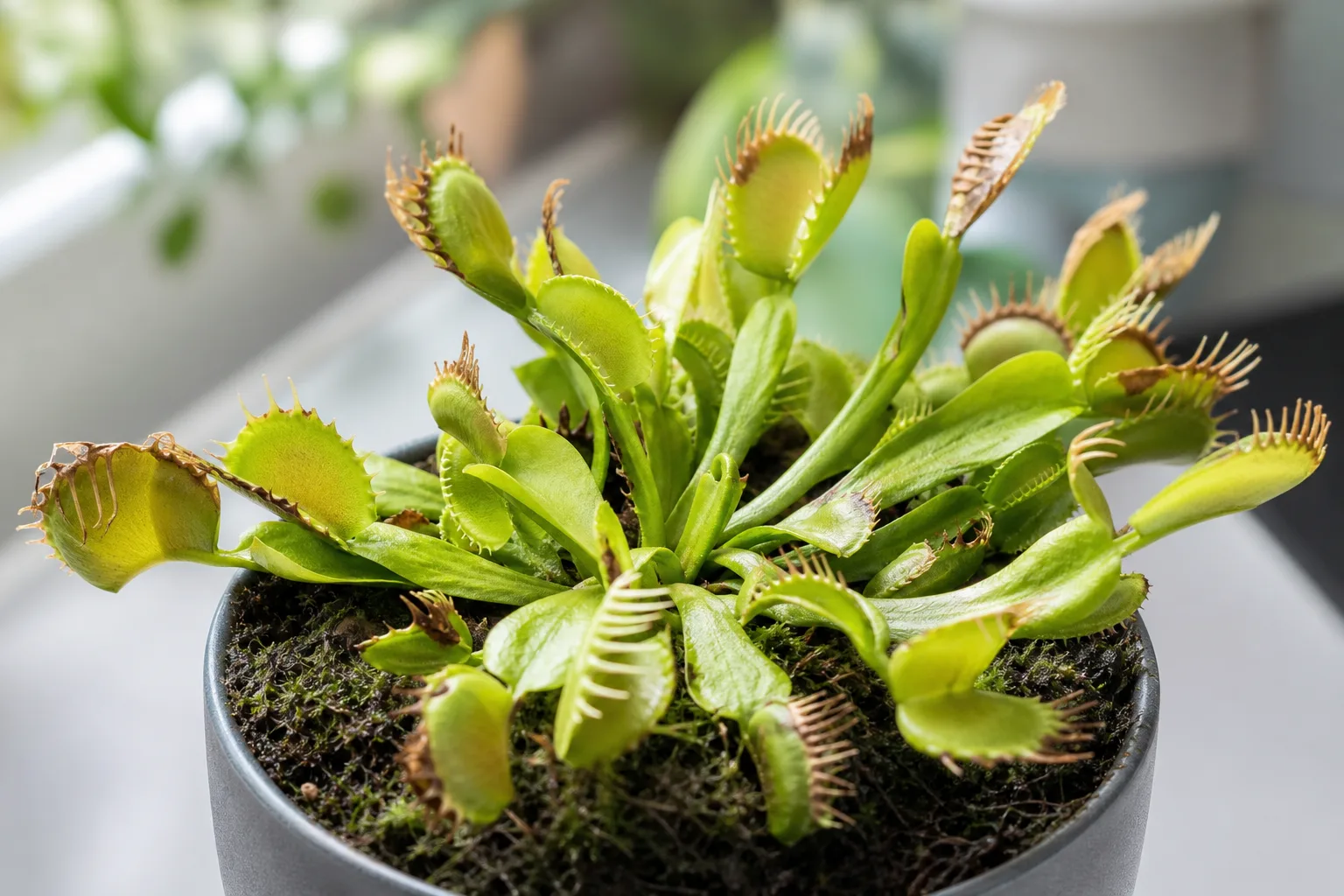 Brown Tips on Venus Flytrap - visible symptom on the plant