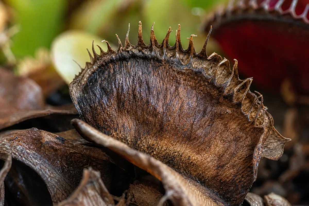 Close-up of Crispy Leaves on Venus Flytrap - diagnostic detail