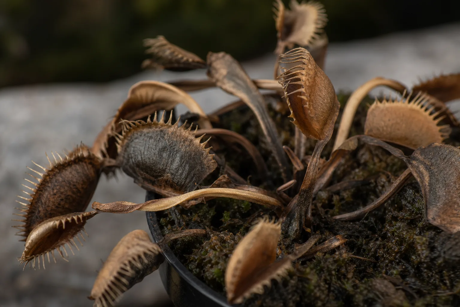 Crispy Leaves on Venus Flytrap - visible symptom on the plant