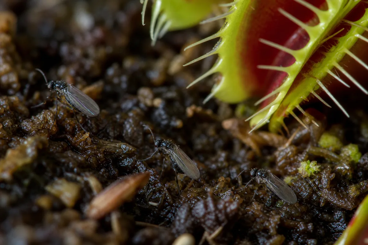 Close-up of Fungus Gnats on Venus Flytrap - diagnostic detail