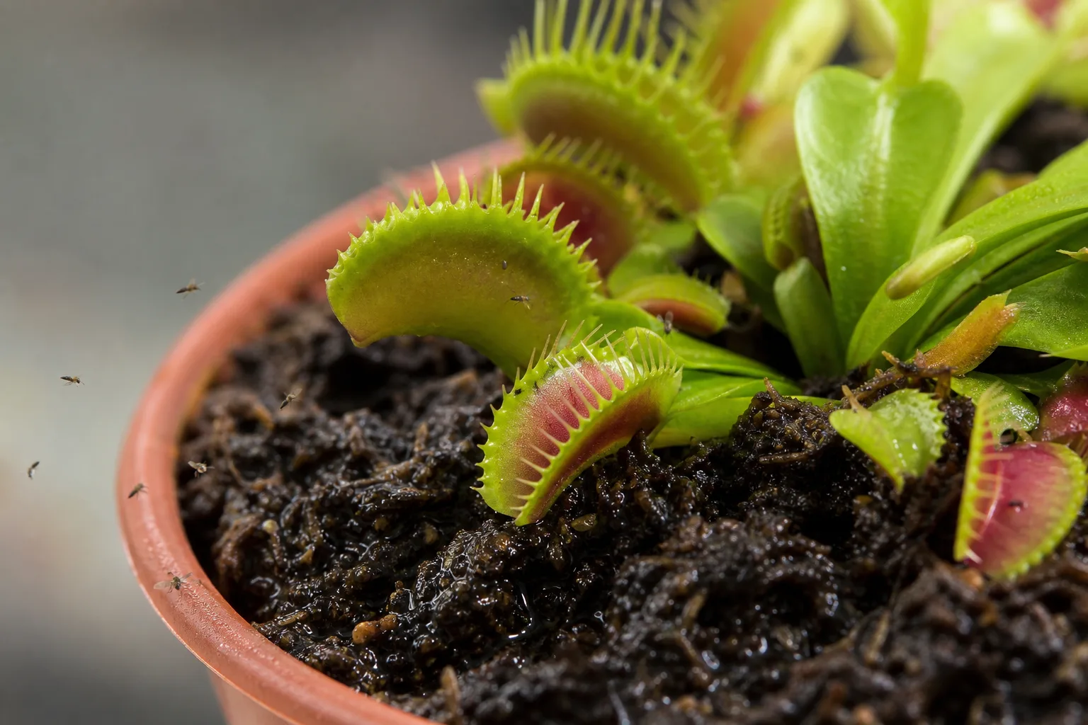 Fungus Gnats on Venus Flytrap - visible symptom on the plant