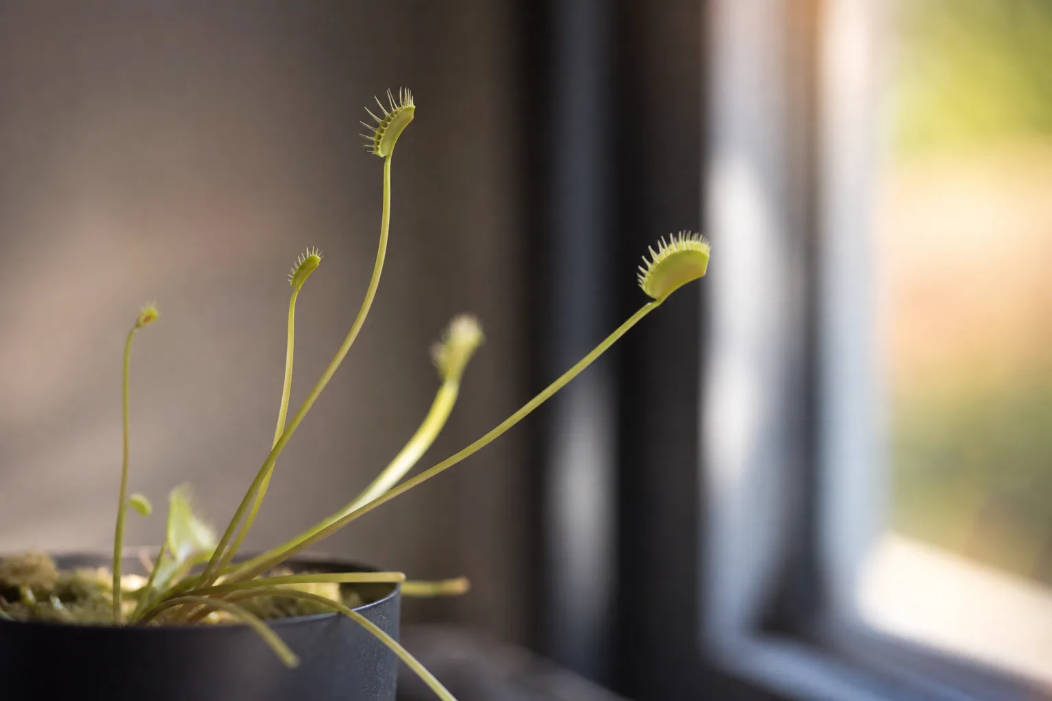 Leggy Growth on Venus Flytrap - visible symptom on the plant