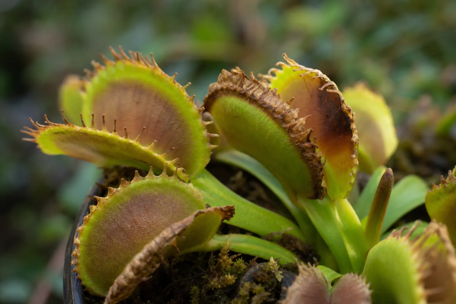 Low Humidity on Venus Flytrap - visible symptom on the plant