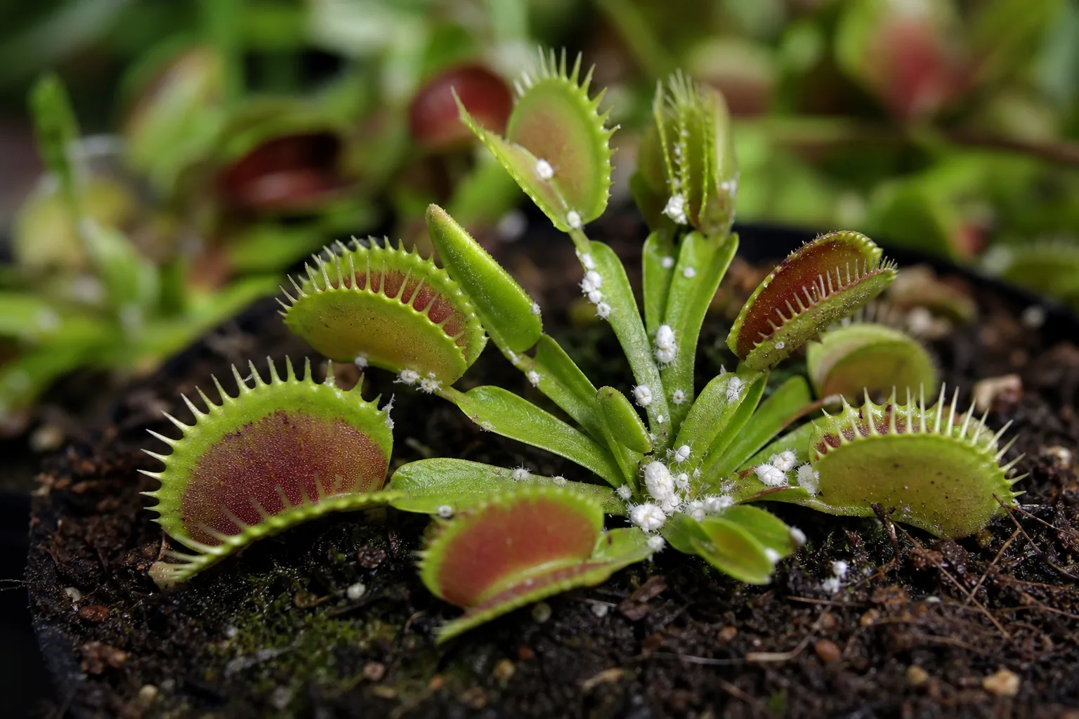 Mealybugs on Venus Flytrap - visible symptom on the plant