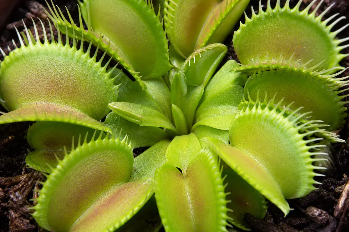 Close-up of No Flowers on Venus Flytrap - diagnostic detail