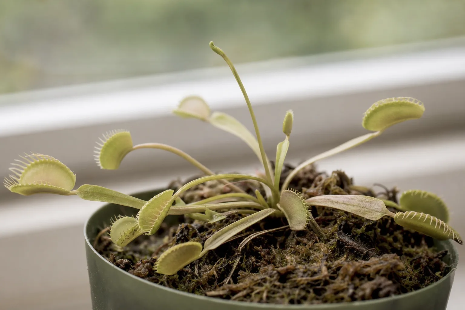 Not Enough Light on Venus Flytrap - visible symptom on the plant