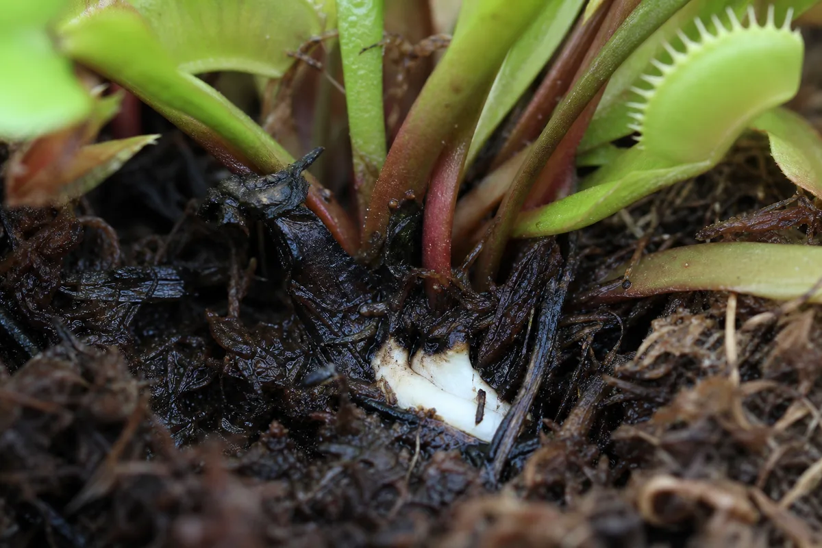 Close-up of Root Rot on Venus Flytrap - diagnostic detail