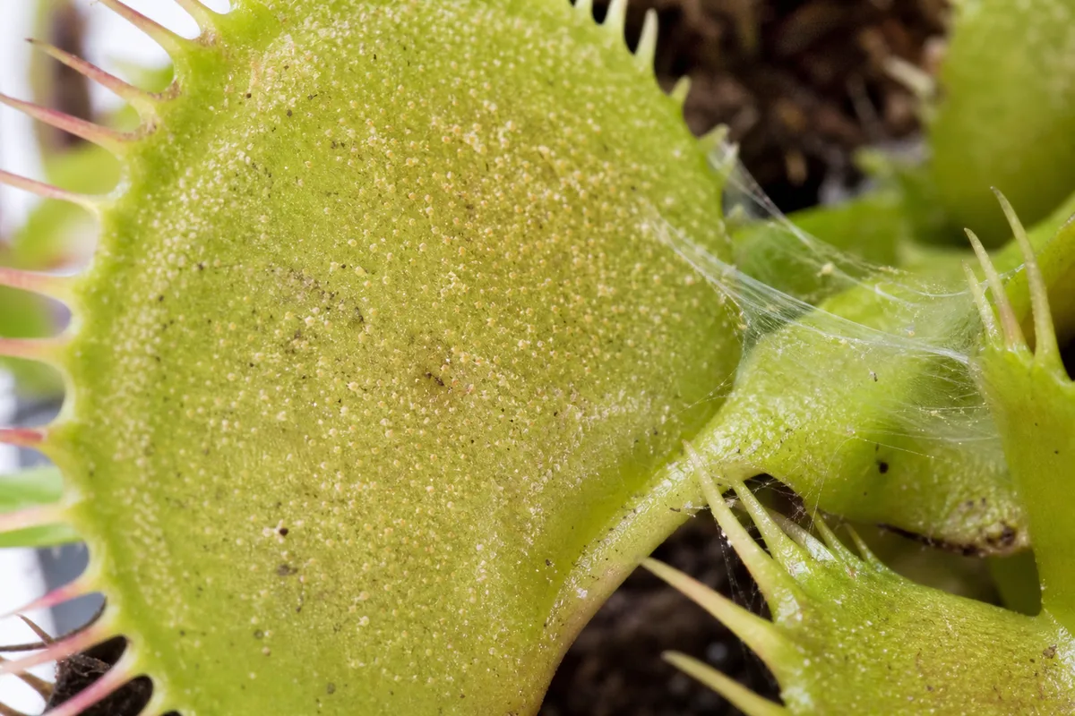 Close-up of Spider Mites on Venus Flytrap - diagnostic detail