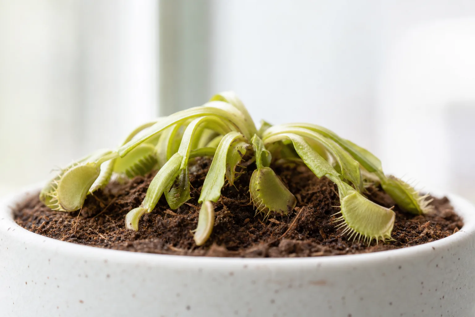 Wilting on Venus Flytrap - visible symptom on the plant