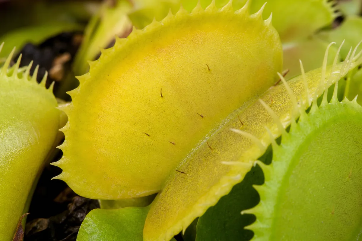 Close-up of Yellow Leaves on Venus Flytrap - diagnostic detail