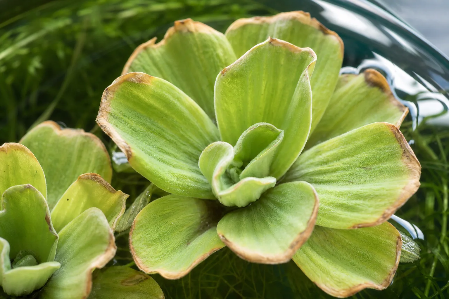 Brown Tips on Water Lettuce - visible symptom on the plant
