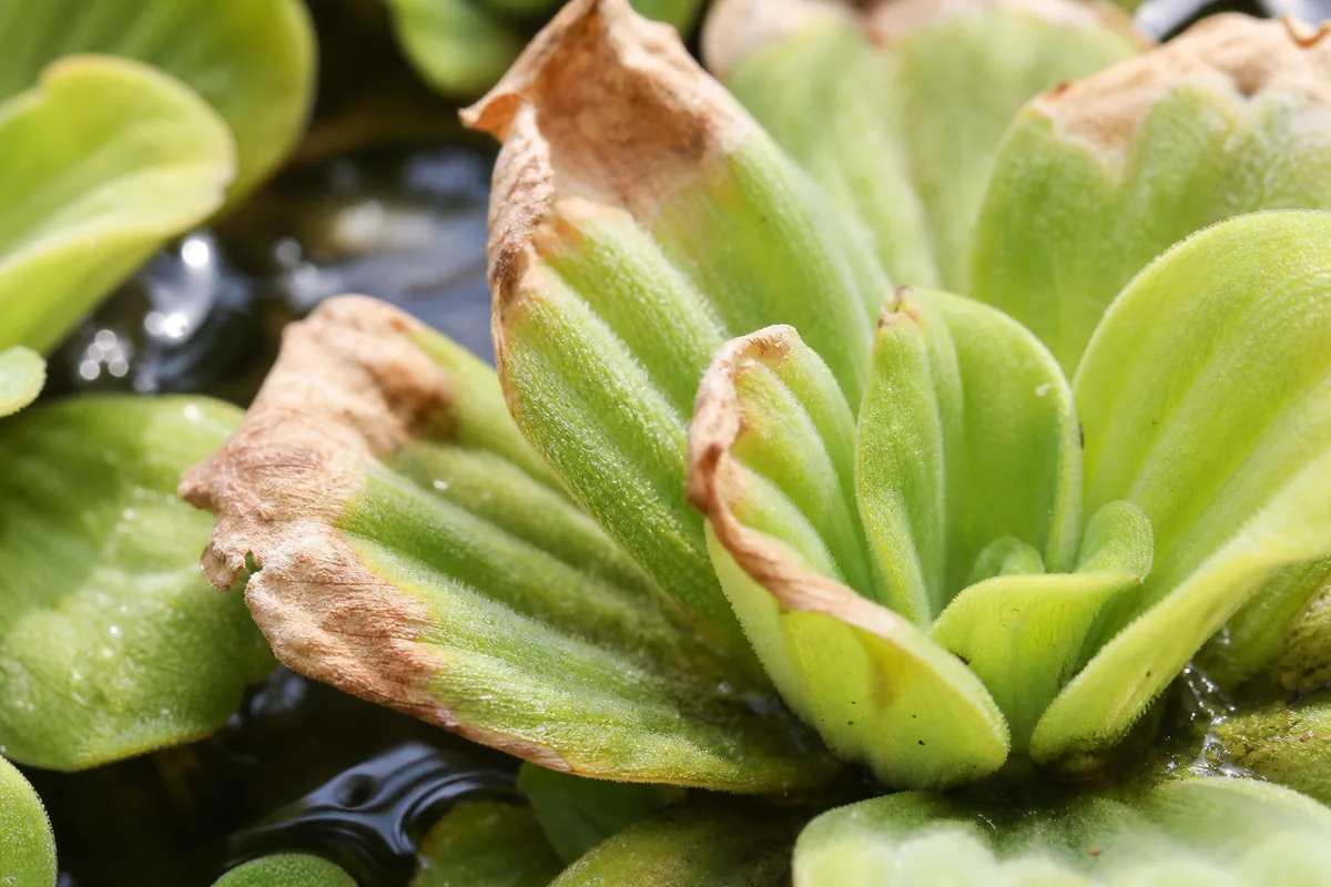 Close-up of Crispy Leaves on Water Lettuce - diagnostic detail