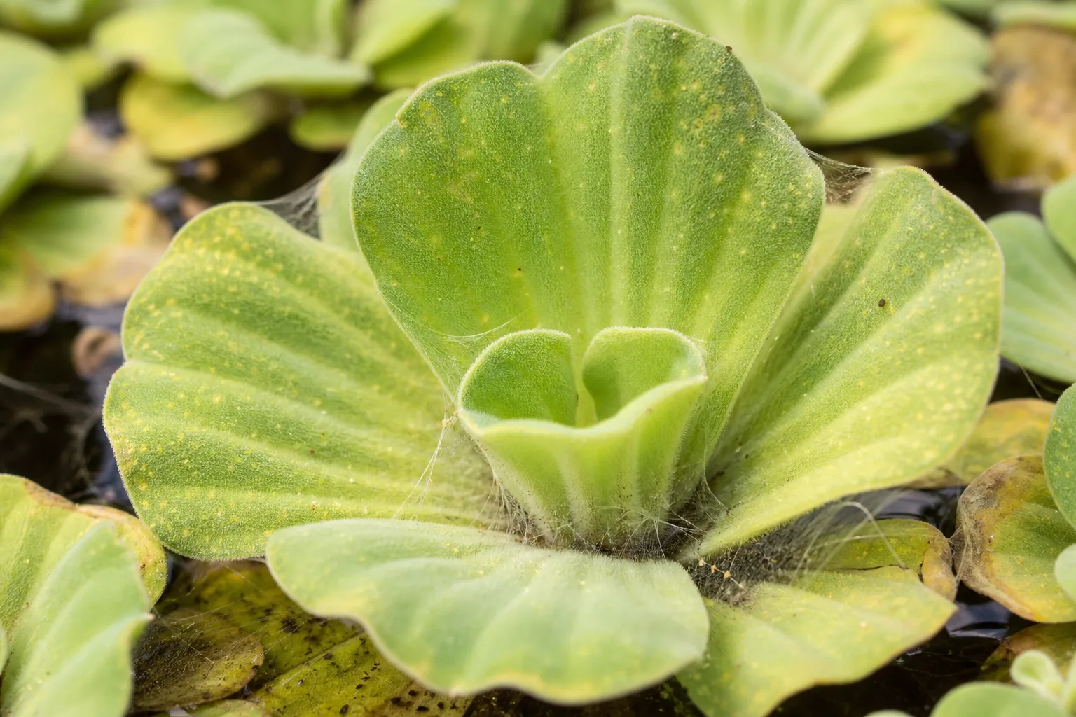 Spider Mites on Water Lettuce - visible symptom on the plant