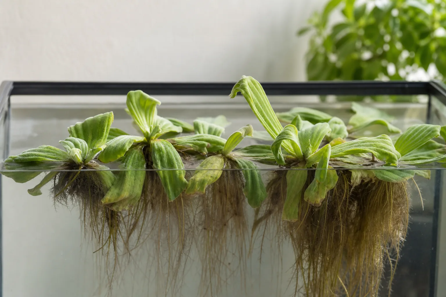 Water lettuce rosettes with drooping leaves and long roots