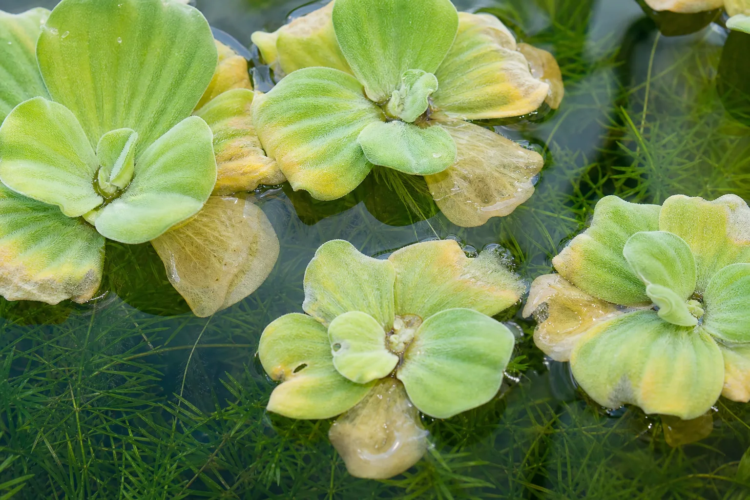 Yellow Leaves on Water Lettuce - visible symptom on the plant