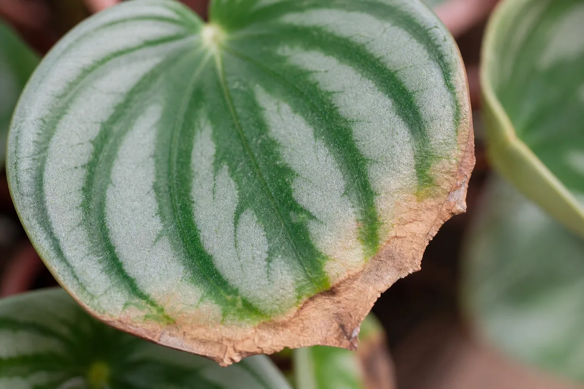 Close-up of Brown Tips on Watermelon Peperomia - diagnostic detail
