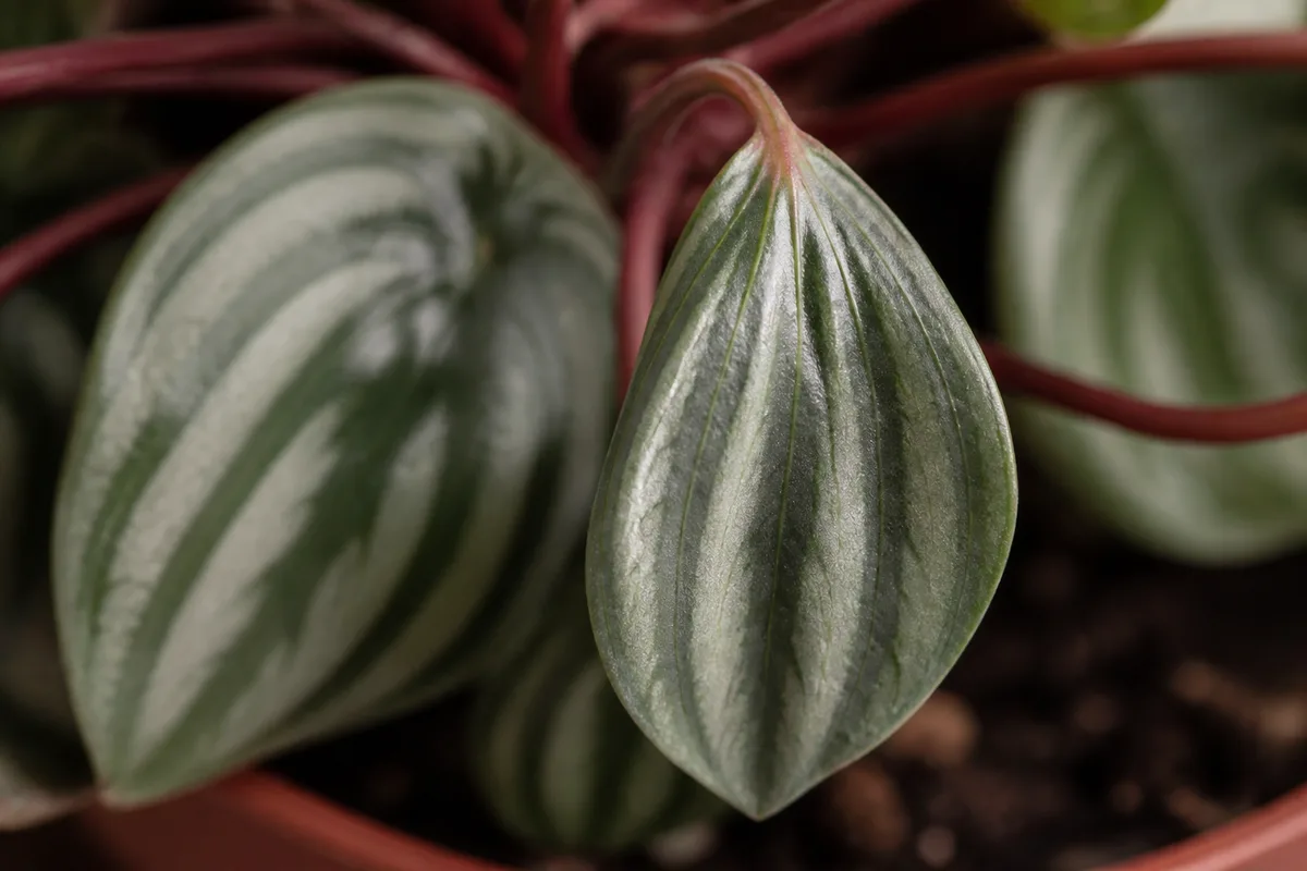 Close-up of Drooping Leaves on Watermelon Peperomia - diagnostic detail