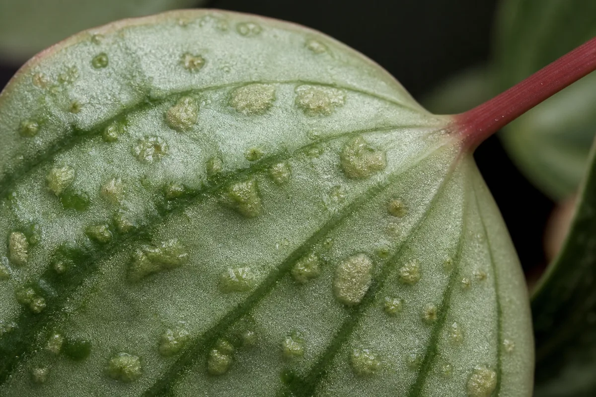 Close-up of Edema on Watermelon Peperomia - diagnostic detail