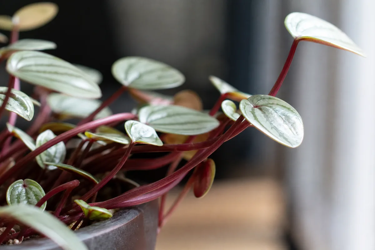 Close-up of Leggy Growth on Watermelon Peperomia - diagnostic detail