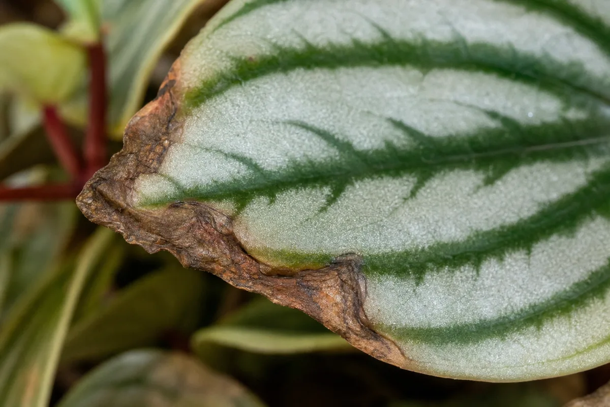Close-up of Low Humidity on Watermelon Peperomia - diagnostic detail