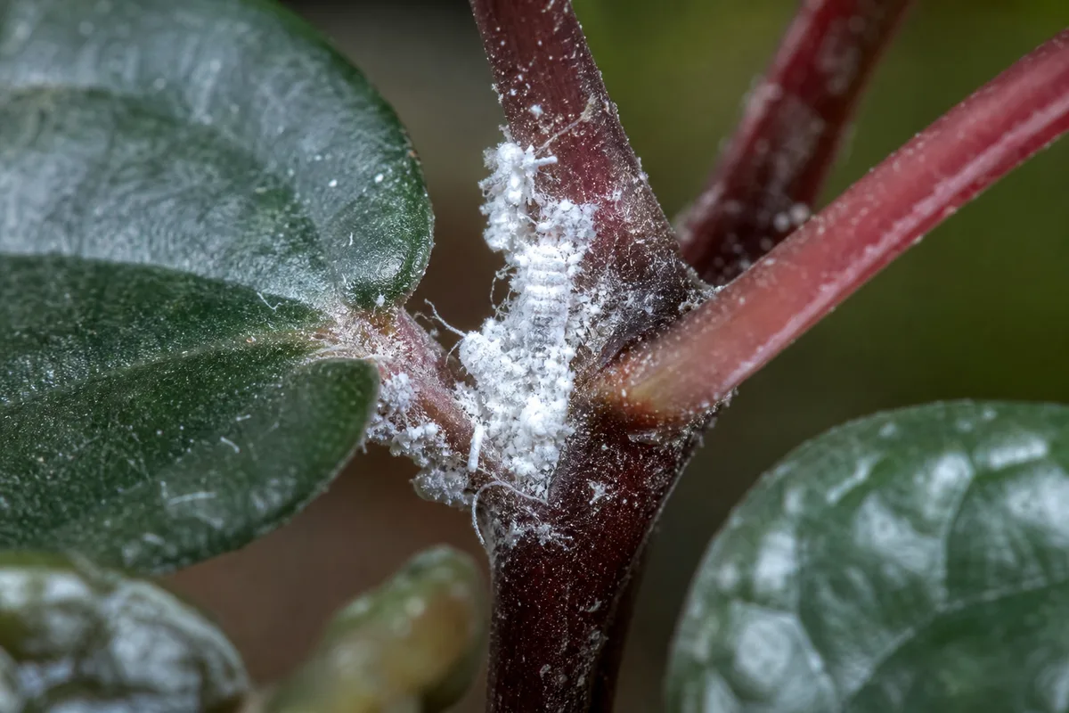 Close-up of Mealybugs on Watermelon Peperomia - diagnostic detail
