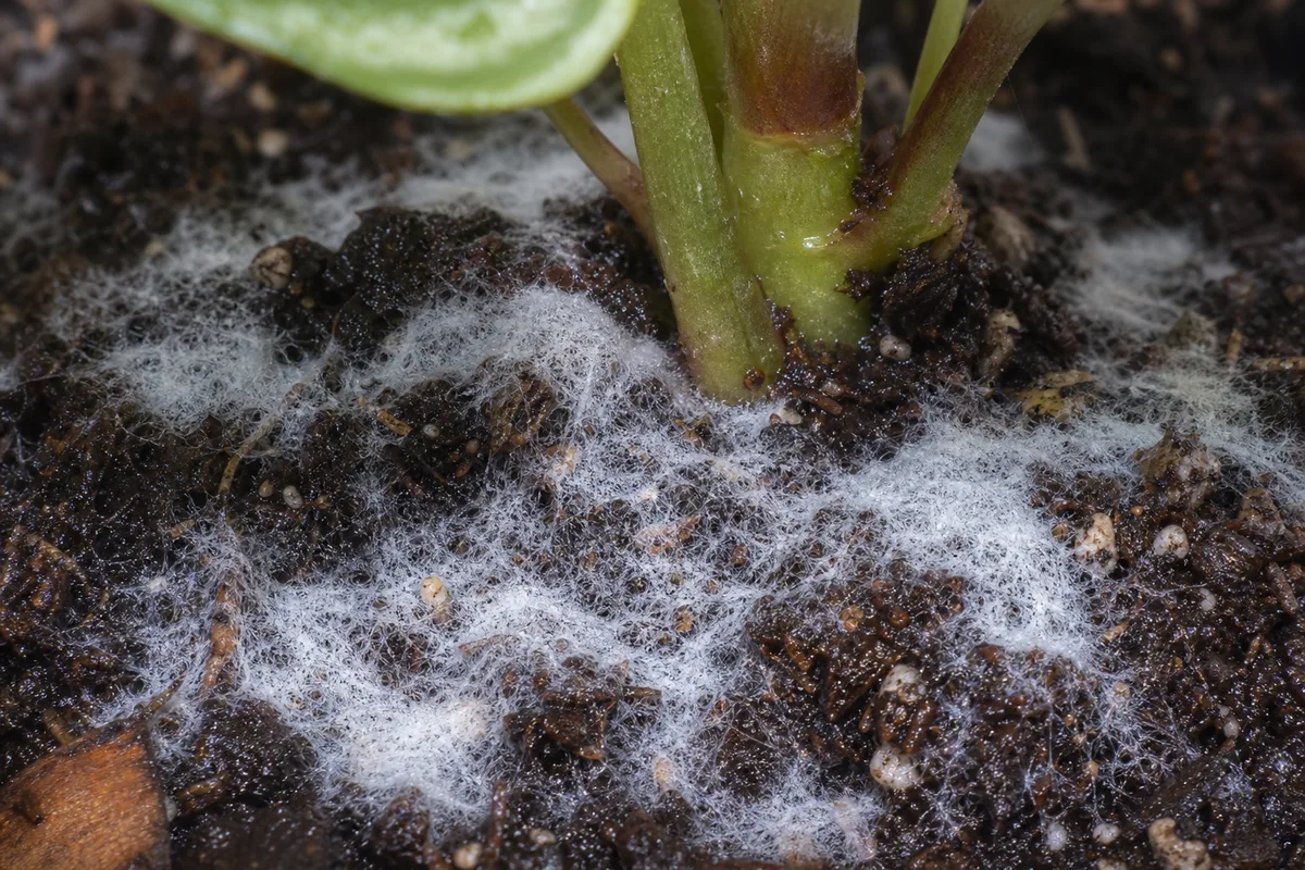 Close-up of Mold on Soil on Watermelon Peperomia - diagnostic detail