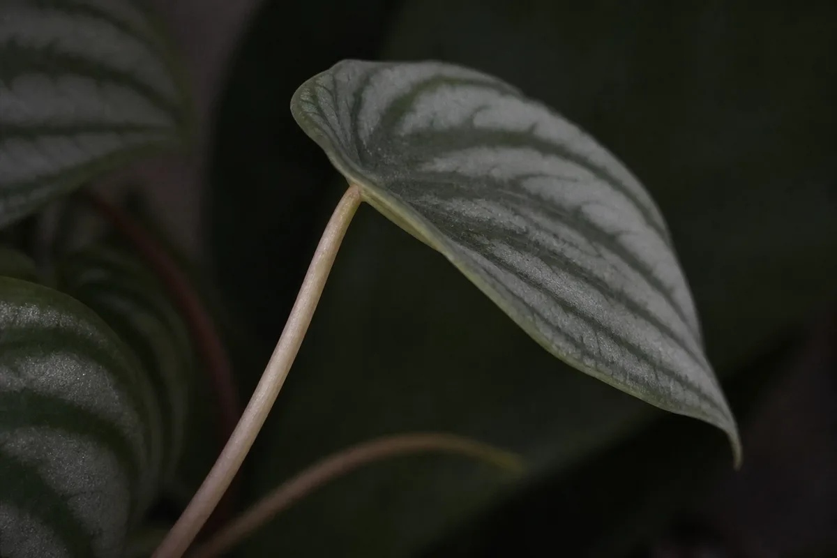 Close-up of Not Enough Light on Watermelon Peperomia - diagnostic detail