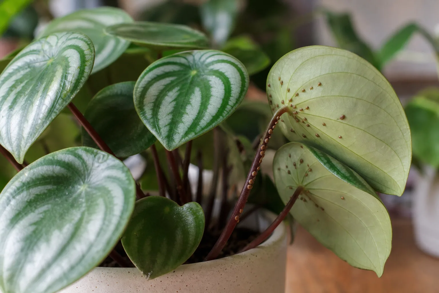 Scale Insects on Watermelon Peperomia - visible symptom on the plant