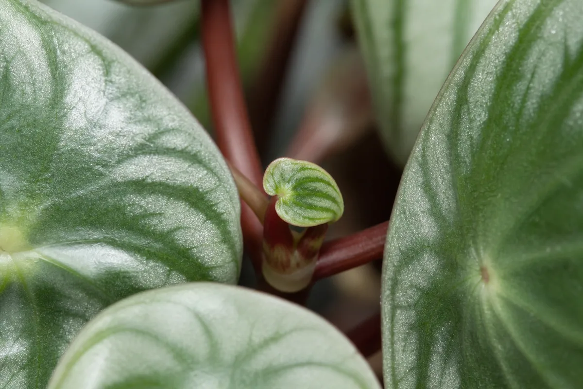 Close-up of Slow Growth on Watermelon Peperomia - diagnostic detail