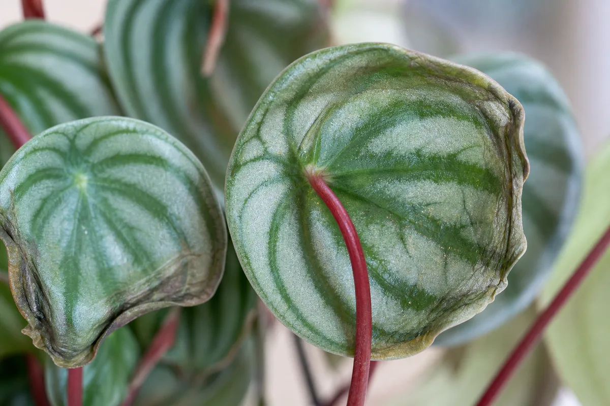 Close-up of Water Stress on Watermelon Peperomia - diagnostic detail