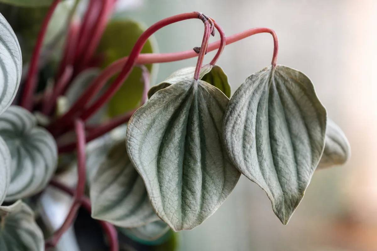 Close-up of Wilting on Watermelon Peperomia - diagnostic detail